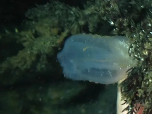 Icy Tunicate
