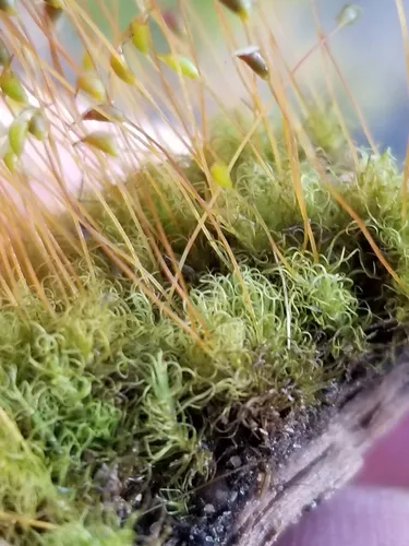 Wahlenberg's Spur Moss