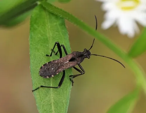 Alydus conspersus