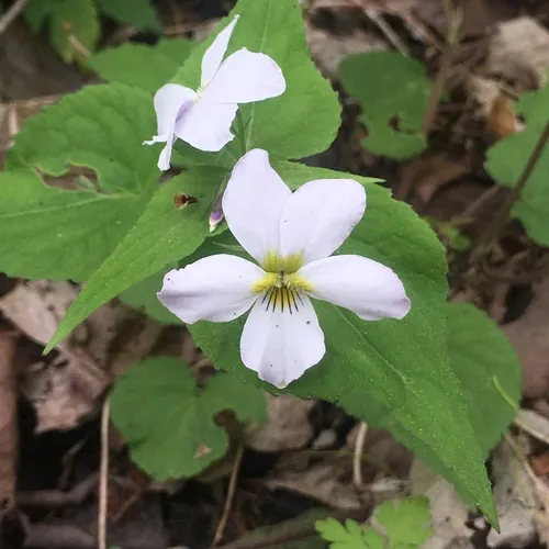 Canada Violet