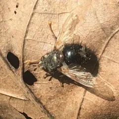 Early Tachinid Fly thumbnail 3