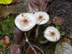 Olive Wax Cap thumbnail 2
