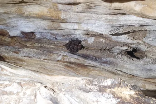 Indiana Bat