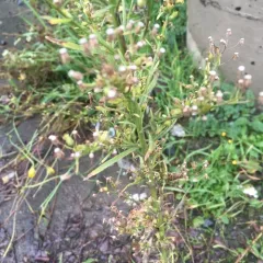 horseweed thumbnail 2