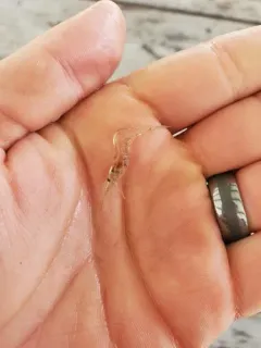 Mississippi Grass Shrimp thumbnail 3