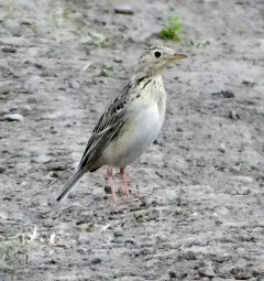 Sprague's Pipit thumbnail 2