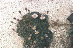 rambling fleabane thumbnail 3