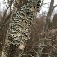 Netted shield lichen thumbnail 3