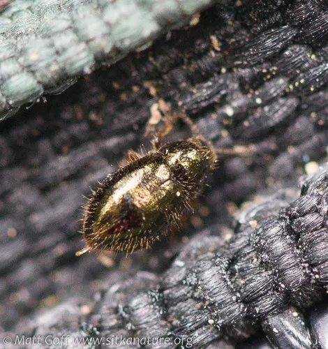 Lioligus nitidus