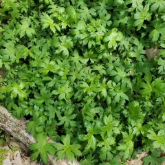 Broad-leaf Waterleaf thumbnail 3