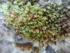 Sessile Grimmia thumbnail 2