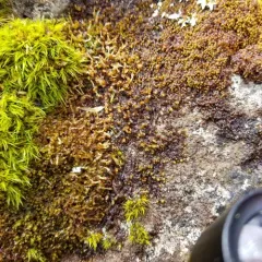 Tree Fringewort thumbnail 3