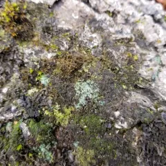 Elf Ears lichen thumbnail 4