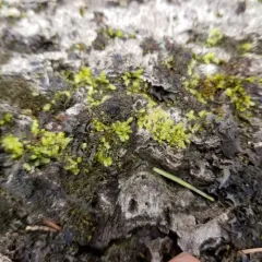 Flat-leaved Scalewort thumbnail 2