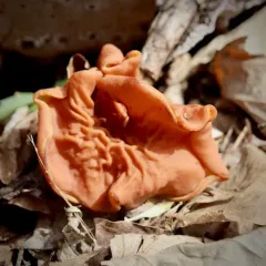 Neogyromitra brunnea thumbnail 4