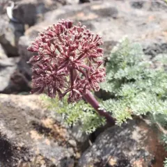Day Valley Desertparsley thumbnail 3