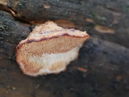 Fuscopostia lateritia