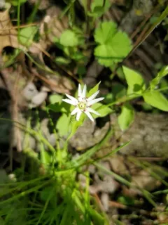 star chickweed thumbnail 4