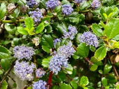 Point Reyes Ceanothus thumbnail 3