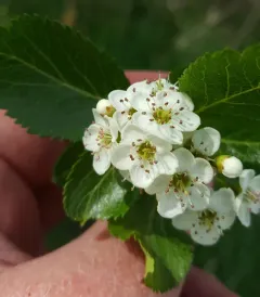 Klamath hawthorn thumbnail 3