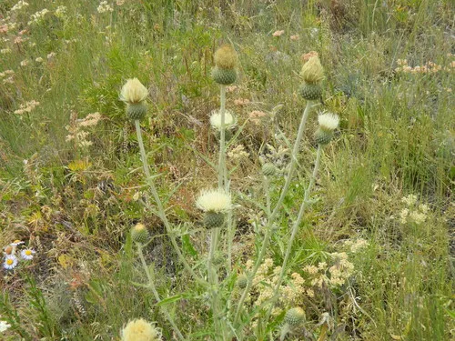Palouse Thistle