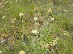 Palouse Thistle thumbnail 1