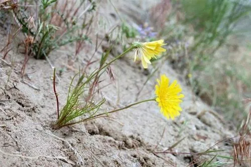 desert dandelion