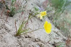 desert dandelion thumbnail 1