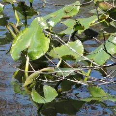 spatterdock thumbnail 2