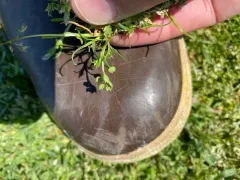 Sharp-pod Pepper-grass thumbnail 2
