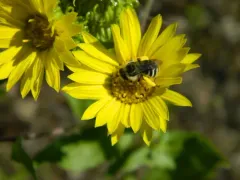 Grindelia howellii thumbnail 4