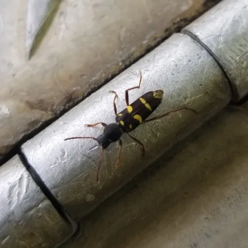 Clytus blaisdelli