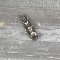 Mompha unifasciella thumbnail 3