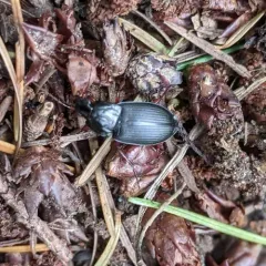 Calathus fuscipes thumbnail 2