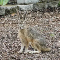 Black-tailed Jackrabbit thumbnail 2
