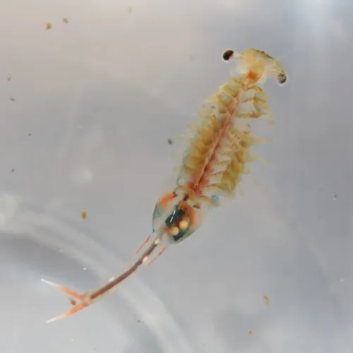 Knobbedlip Fairy Shrimp