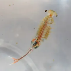 Knobbedlip Fairy Shrimp thumbnail 1