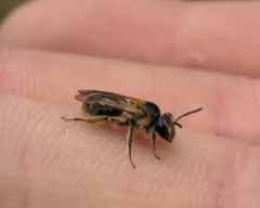 Nude Mining Bee thumbnail 3