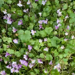 Ivy-leaved toadflax thumbnail 3