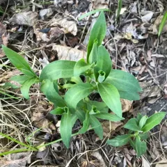 royal catchfly thumbnail 1