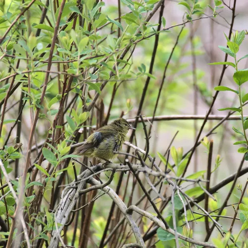 Orange-crowned Warbler