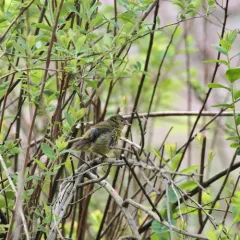 Orange-crowned Warbler thumbnail 1