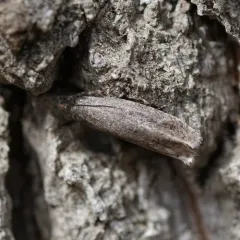Early Aspen Leafroller Moth thumbnail 2