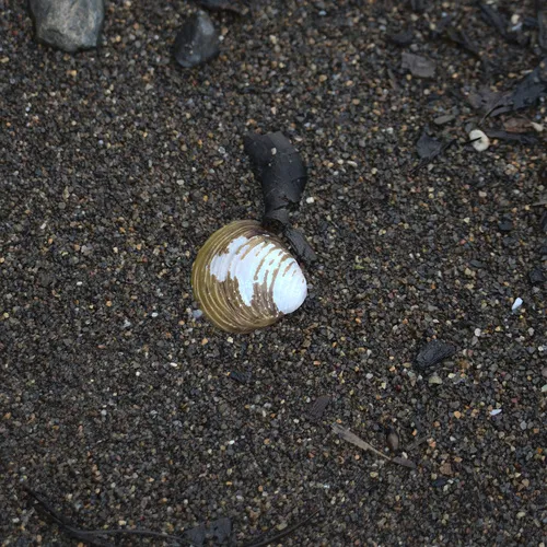Asian Clam