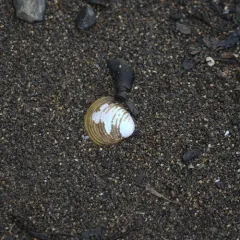 Asian Clam thumbnail 1