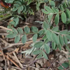 Boreal Sweet-vetch thumbnail 1