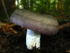 Variable Russula thumbnail 5