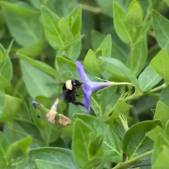 California Bumble Bee thumbnail 1