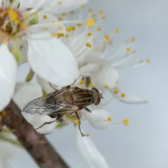Yellow-spotted Sapeater thumbnail 2