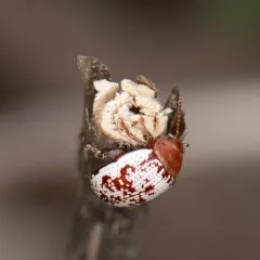 Sumac Flea Beetle thumbnail 1